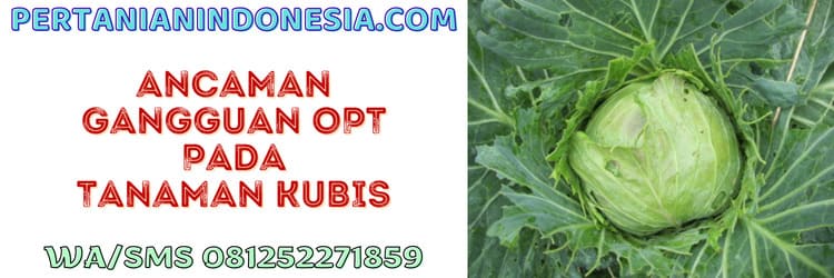 ancaman,gangguan,opt,tanaman,kubis,tanaman kubis